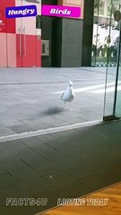 Hungry Birds Looting A Shop