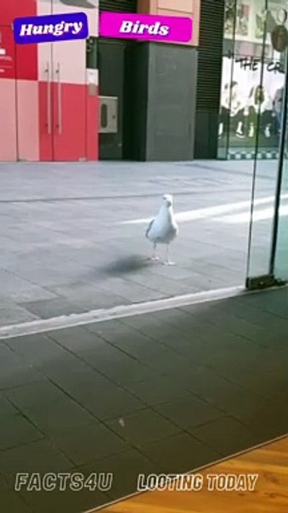 Hungry Birds Looting A Shop