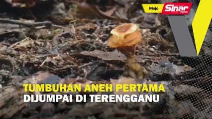 Tumbuhan aneh pertama dijumpai di Terengganu