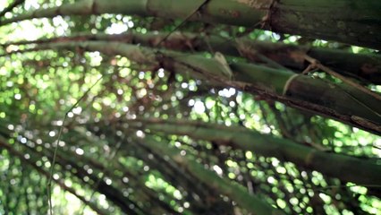 أبطال بيئيون: بناء أقوى البيوت من الخيزران