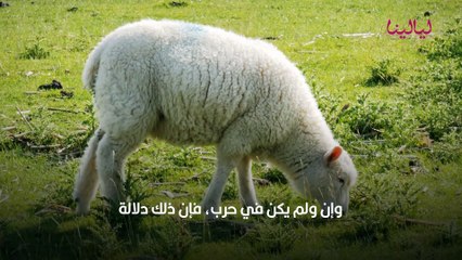 تفسير حلم الخروف: دلالات ومعاني رمزية 🐑