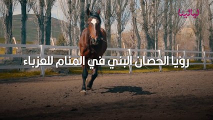 رؤية الحصان في المنام للعزباء