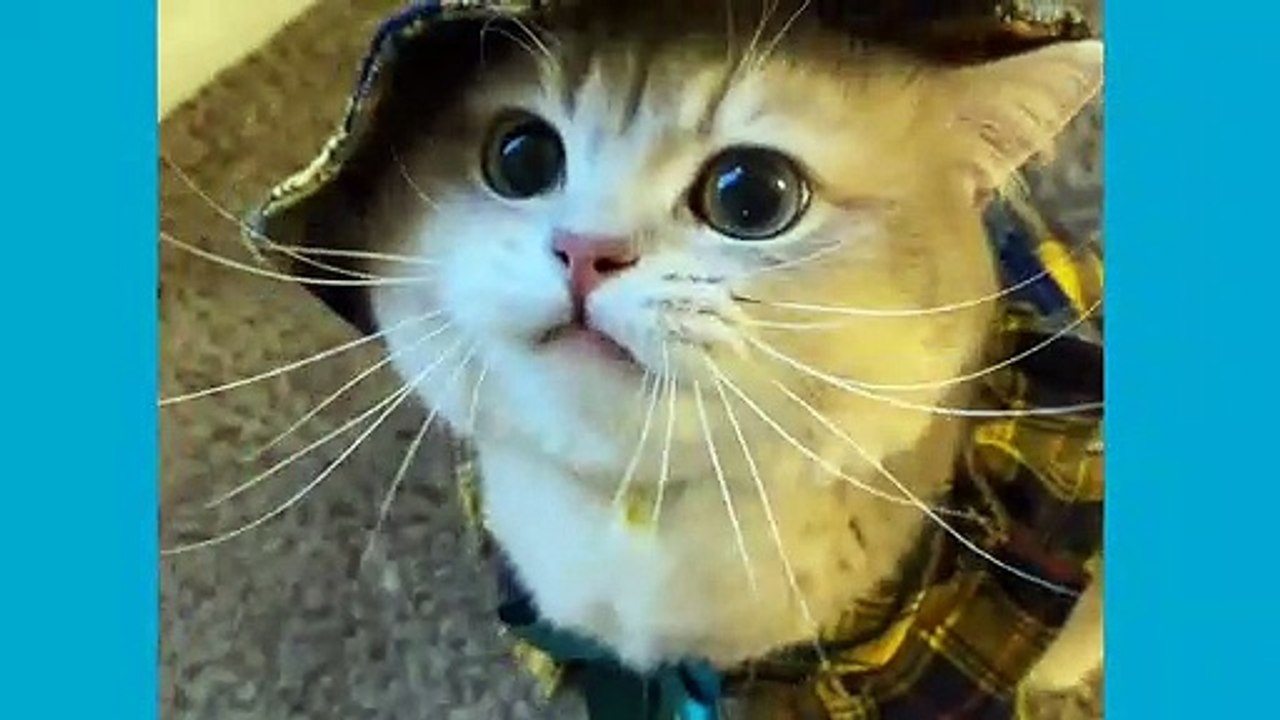 THE BEST CUTE AND FUNNY CAT VIDEOS OF 2021 !