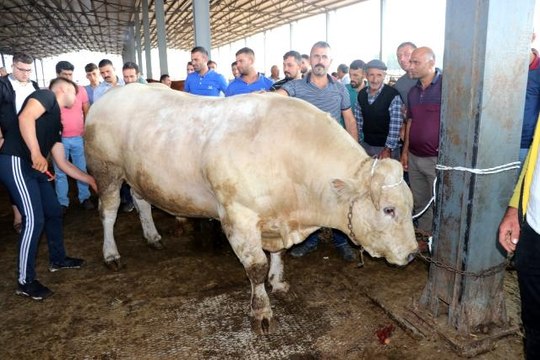 Iğdır'ın bir buçuk tonluk Şampiyon'u 35 bin liradan satışa sunuldu