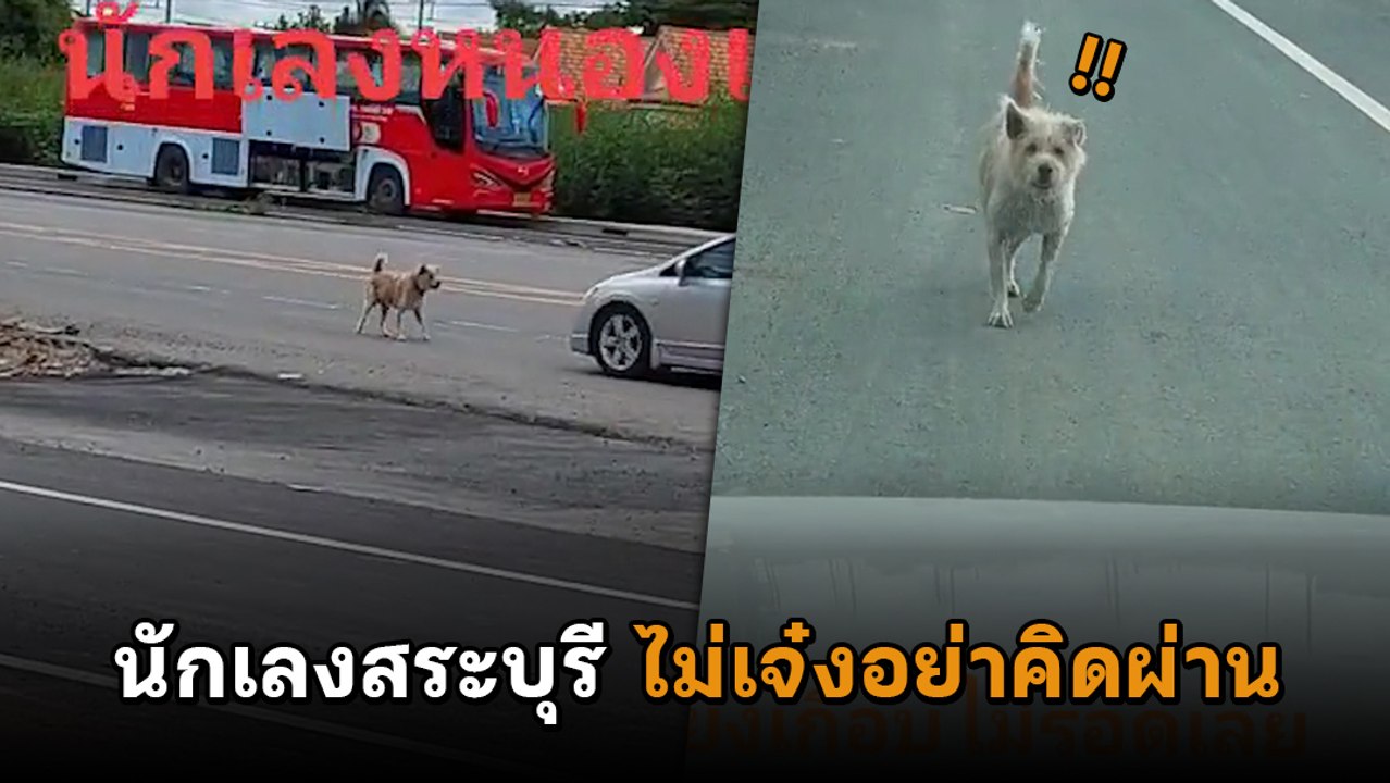 นักเลง 4 ขา ! ตัวเก๋าสระบุรี ตั้งด่านลอยเย้ยกฎห...