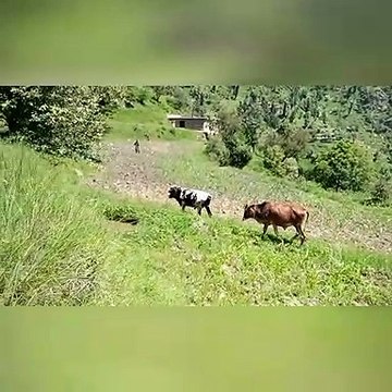 Traditional way of ploughing the field using BULLS