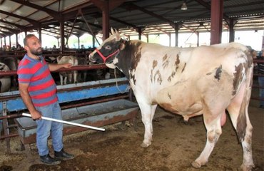 Kurban pazarının en büyükleri alıcısını buldu