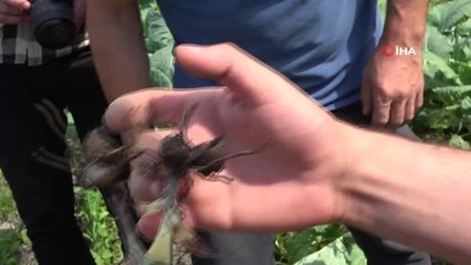 Fındığa alternatif salep: 1 m2 salep 1 dönüm fındığa eş değer