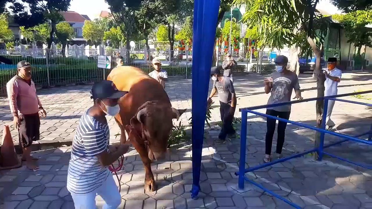 Sapi Kurban Jokowi Tiba Di Masjid Nasional Al Akbar
