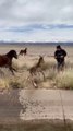 Rescuing a wild baby foal mustang - I do my own stunts