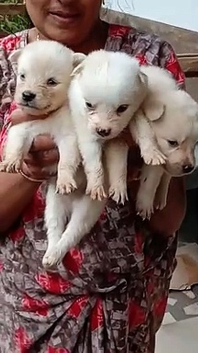Puppy dogs2