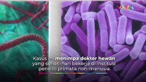 Virus Monkey B Menular dan Tewaskan Dokter Hingga Meninggal