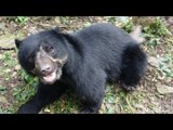 Baby Bear Waves Their Paws Towards Person And Says Hello