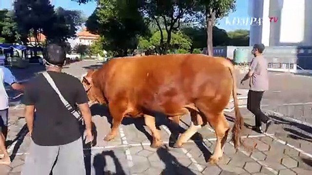 Penampakan Sapi Limosin 1,2 Ton Sumbangan dari Presiden Joko Widodo