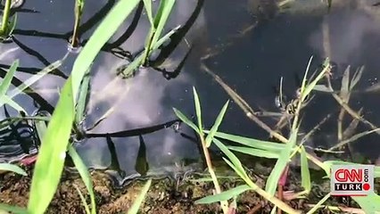 Riva deresindeki kirlilik sürüyor