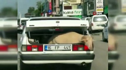 Kurbanlık koyunu aracın bagajında böyle taşıdılar