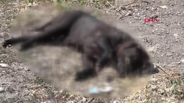 DEPO İŞÇİSİ, 'KİRAZ' İSİMLİ KÖPEĞİNİ TÜFEKLE VURULMUŞ HALDE BULDU