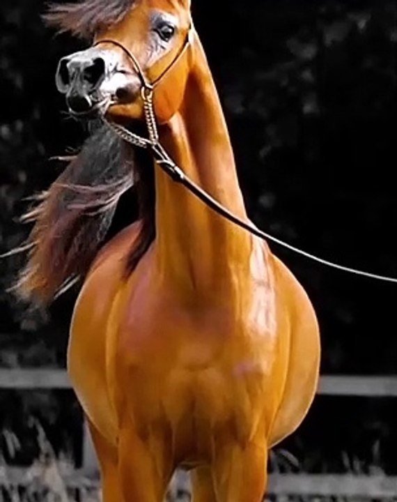 Arabian Great Horses on Instagram_ _If you cannot do great things_ do small things in a great way. Video credit _horses.3  . . . . . _horse _horses _horse-- _equestrian _cheval___CRJU3skl4BT(MP4)