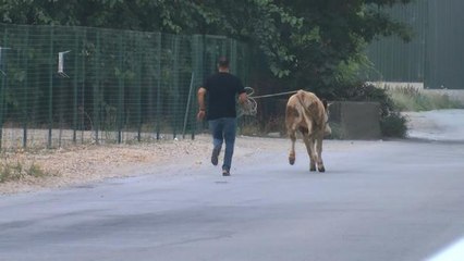 Kaçan boğa, zor anlar yaşattı