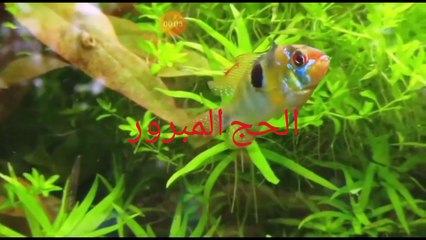 رحلة  سفر في السنة مرة مكانها معروف لكل مسلم عبادة كلها مغفرة