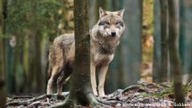 Alemania: Roddy, el lobo escurridizo