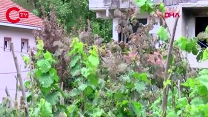 Beykoz'da tırtıl istilası: Evlerin duvarlarında bile var