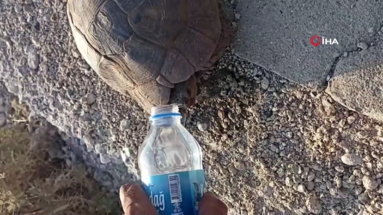 Susuzluktan bitkin düşen kaplumbağaya eliyle su içirdi