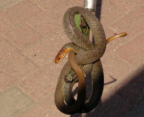 Deprem olduğunu zanneden iş yeri sahibi, 1,5 metrelik yılanı görünce dehşete düştü