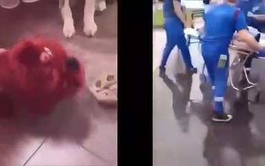 No se pierdan este vídeo en el que se compara el comportamiento de mucha gente que se vacuna, a pesar de los peligros, con el de los perros cuando ven que algo raro pasa