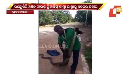 10-Foot Python Rescued From Infocity In Bhubaneswar