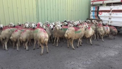 Sivas Valiliği'nden örnek çalışma: İhtiyaç sahibi ailelere kurbanlık