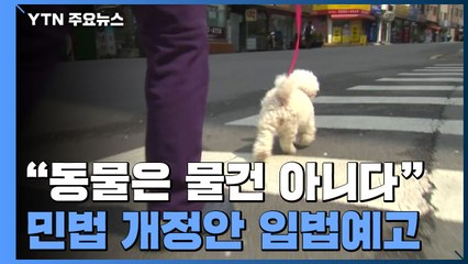 "동물은 물건 아니다"...민법 개정안 입법예고 / YTN