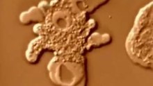 Greatest Discoveries in Biology