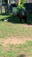 Doggy Has Instant Regret After Instigating Playtime