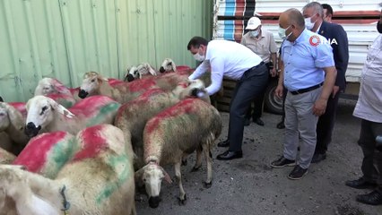 Sivas Valiliği'nden örnek çalışma: İhtiyaç sahibi ailelere kurbanlık