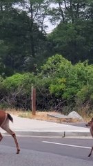 Deer Prances Delicately Across Street