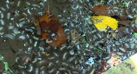 Beykoz’da tırtıl istilası