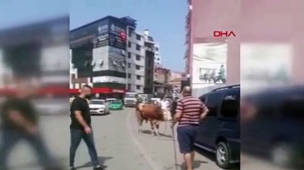 Kurban Pazarından kaçan dana, trafiği kilitledi