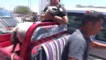 Kurbanlıkların motosikletle taşındığı anlar ilginç görüntülere sahne oldu