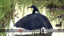 طائر البلشون: يحوّل نفسه إلى مظلة لاجتذاب فرائسه بالفيديو
