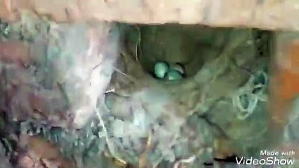 House Sparrow Eggs Hatched