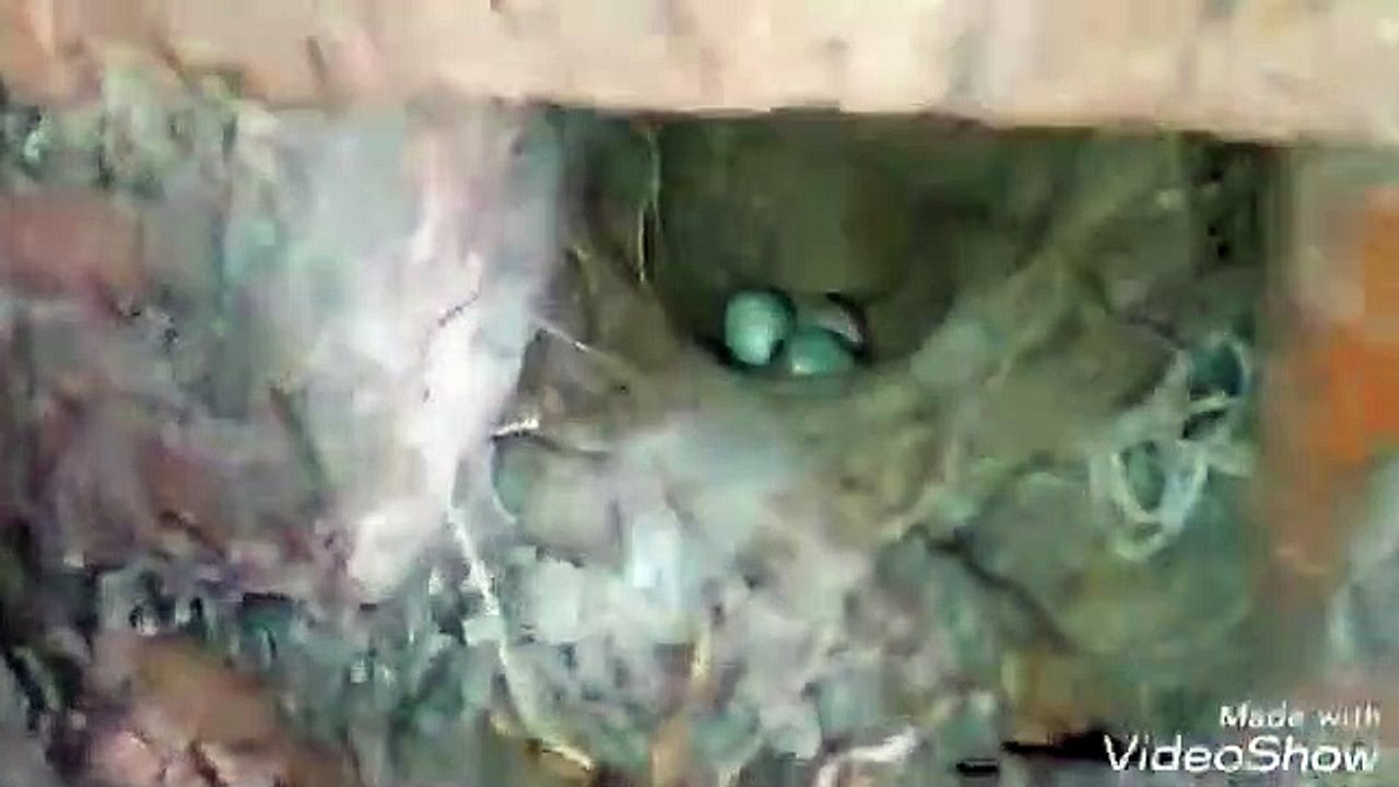 House Sparrow Eggs Hatched