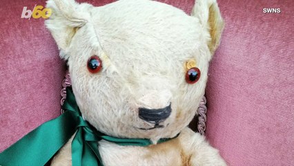 This Bear Survived WWII and is Looking for a New Home