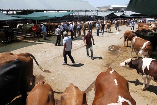 Elazığ'da kurbanlık satışları devam ediyor