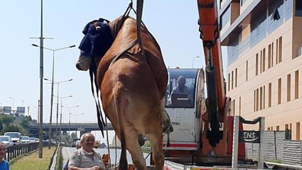 Pendik'te kaçan kurbanlık dana trafiği birbirine kattı