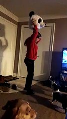 Boston Terrier Bites Panda Mask