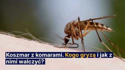 Walka z komarami. Kogo gryzą i jak z nimi walczyć?