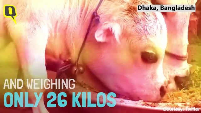 World's 'Smallest Cow'. | Cute Animals |