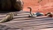Mongoose vs cobra fight! And little mongoose funny movement