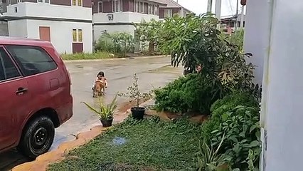Little Girl Makes Friends with Stray Dog